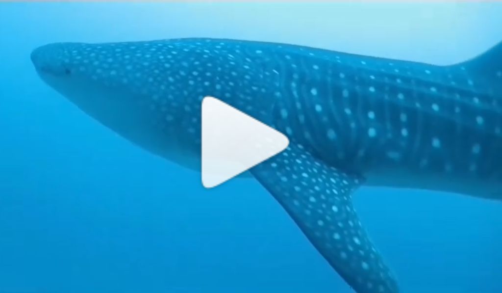 264515c3-4efa-4a49-805c-a3d47fb5d19e