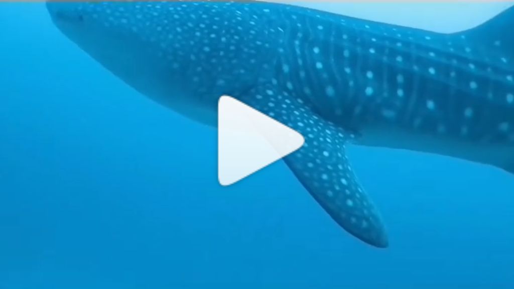 264515c3-4efa-4a49-805c-a3d47fb5d19e