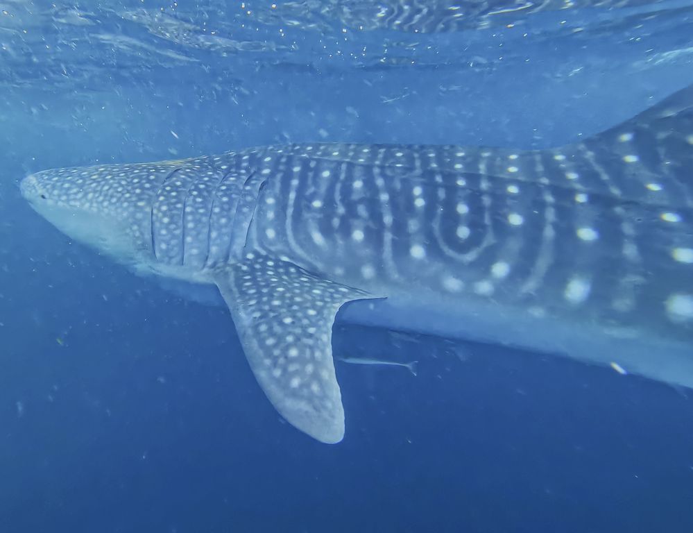 5126dc7e-f759-4ad0-a433-6bc3aad46146