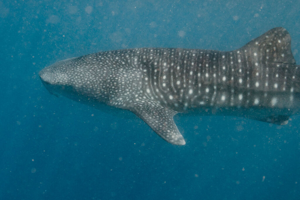 5ef4daa4-6934-4b86-a389-b2584ace1e22