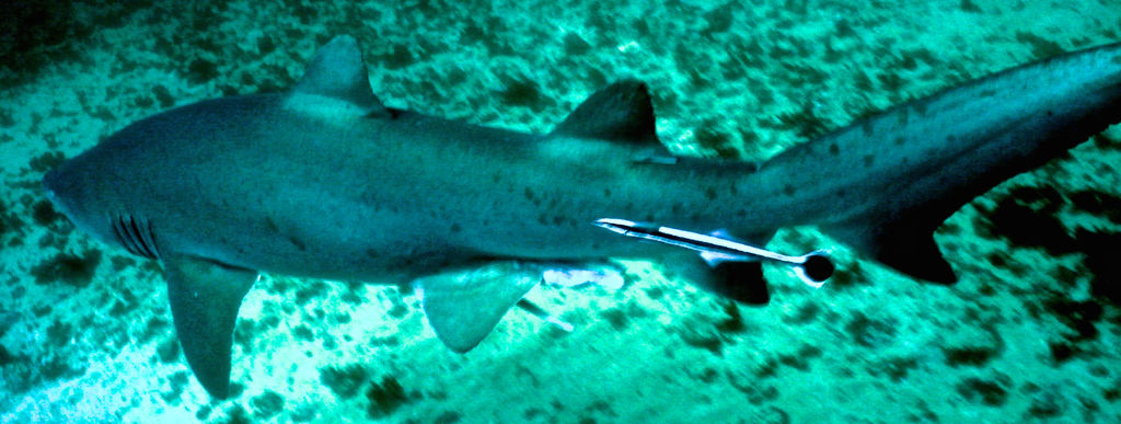 7b8a7c19-c291-4ae7-8656-d38aa56f9579