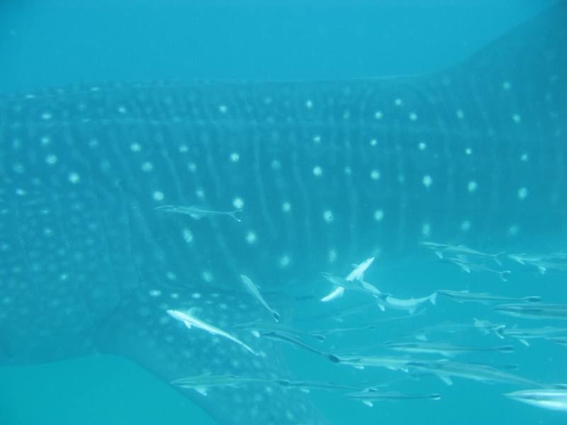 b8653c85-3c0a-45d9-980f-9e1a5bbcff30