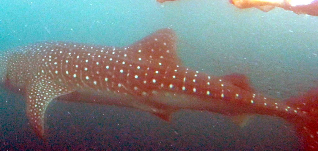 68154fa7-f5fe-47dd-a125-9844d8c32910