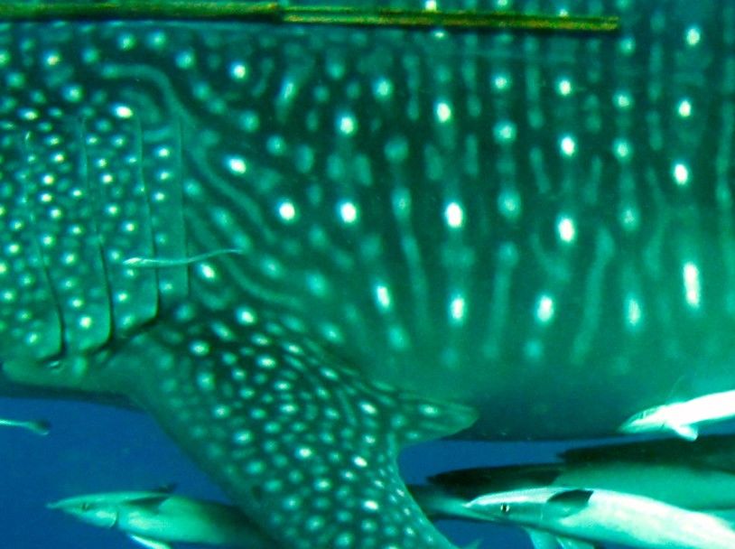 2a610132-6b7e-4900-b07b-5a4ab3271a44