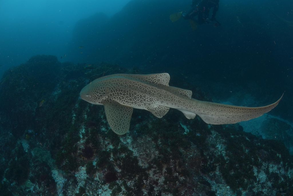 0eb781c5-6c96-4d43-ba33-faad11bc465f