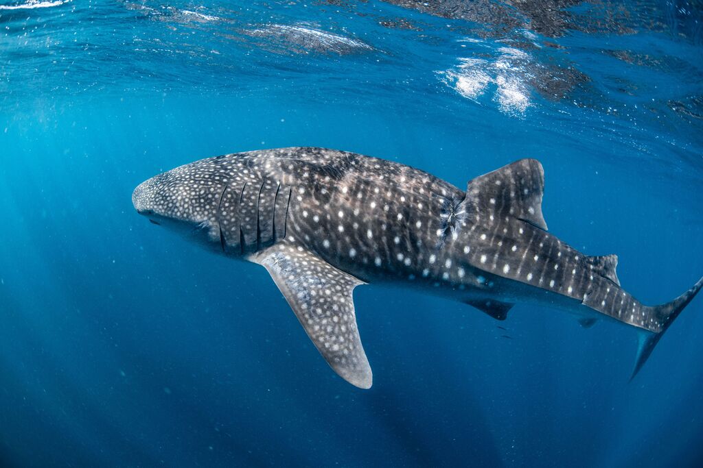 b096664e-c8f4-43fe-b02b-7df90c63ef23