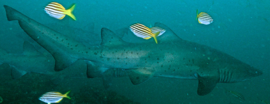 097cf5a1-b48f-42a2-8f5f-3f90f44761d8