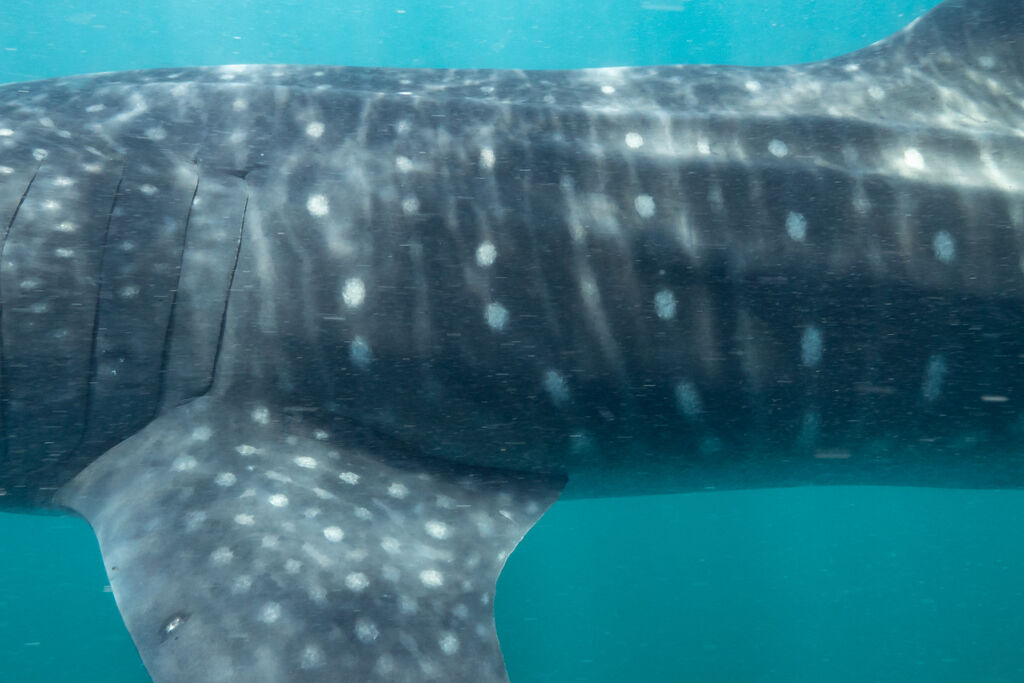 7ea8de69-3180-4379-9323-69c70425b7a2