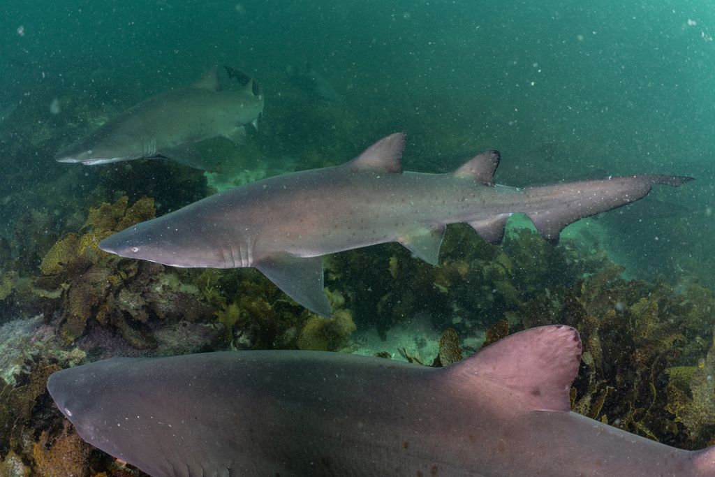 0db0d8ce-1f9a-4563-bd61-f446e8d00543