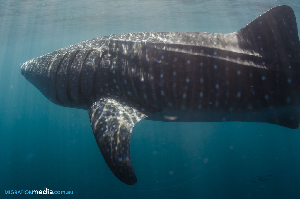 42c1a0f0-bbe9-4218-95a7-e731a9a520a4