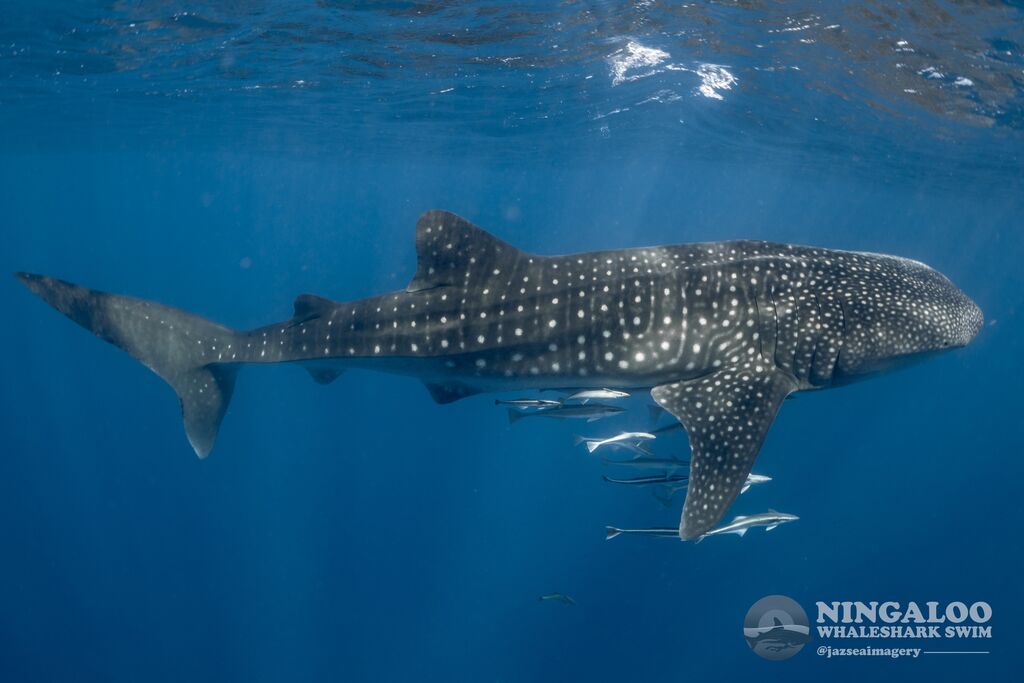 d03cc832-bc53-4a37-a701-41b035d363e2