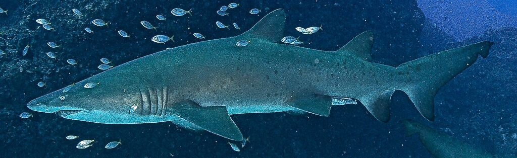 442058a5-2247-4db8-a632-cfd6eaad5371