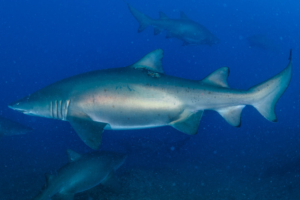 2242ad9b-5f33-432c-898c-14f58480927f