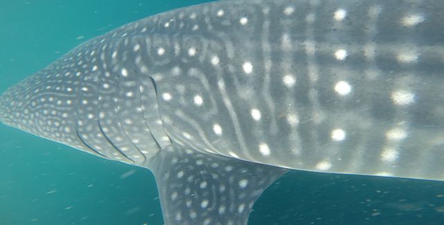 0a900d25-5cef-4d65-9ec9-3d8fce29bd4d