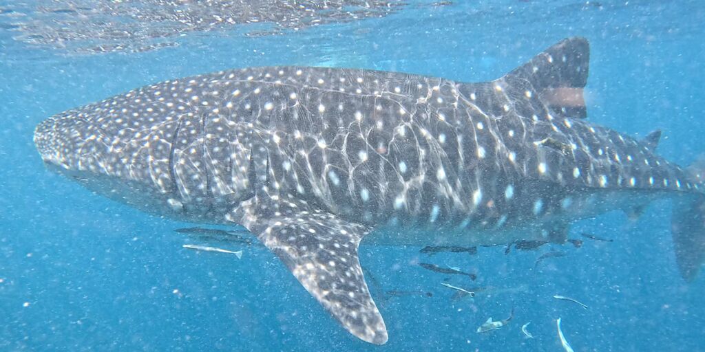 384c6294-7378-4a27-b698-b60e83ff855e