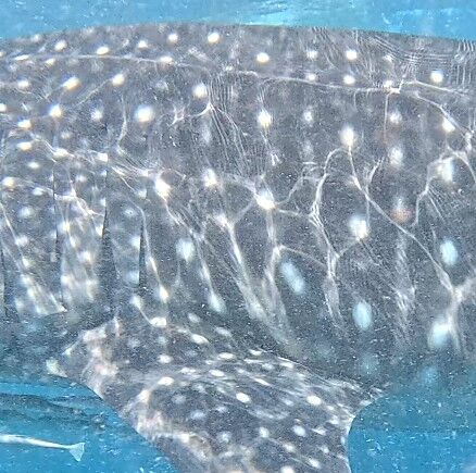 384c6294-7378-4a27-b698-b60e83ff855e