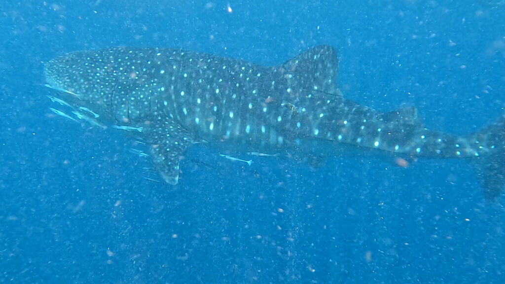 384c6294-7378-4a27-b698-b60e83ff855e