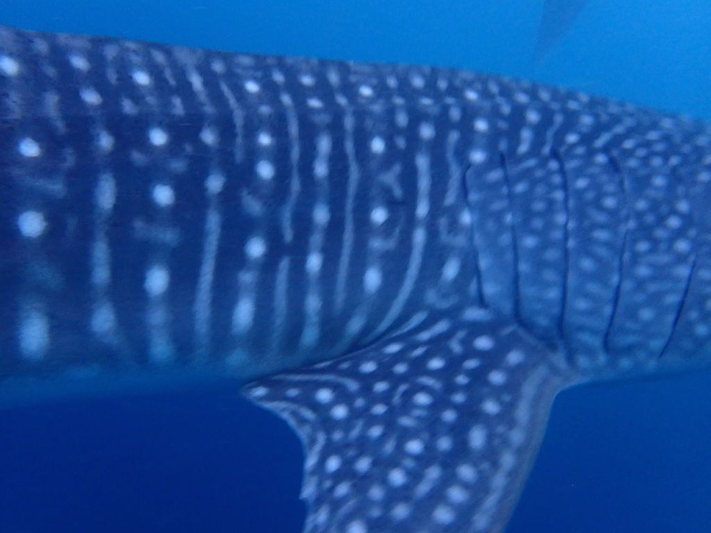 d128d353-c013-4e0e-b13a-45483c33b817