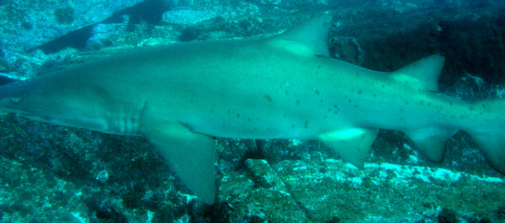 94a97a08-61f1-41f0-aab1-58122614a12e