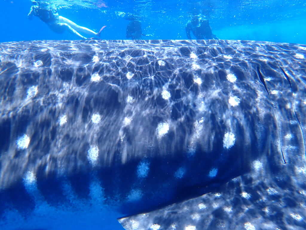 b0aed389-52dc-454d-a591-f97f3844a974