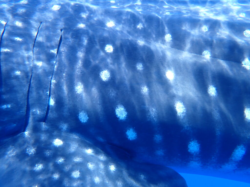 b0aed389-52dc-454d-a591-f97f3844a974