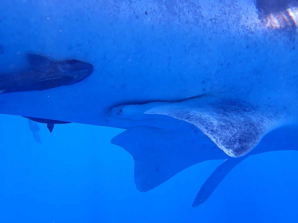 b0aed389-52dc-454d-a591-f97f3844a974