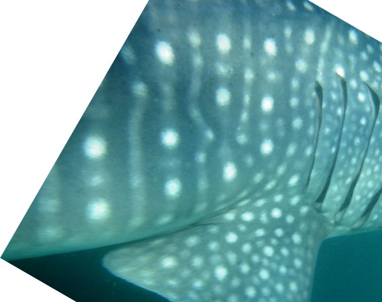 ea131e83-f7ab-4d1f-887e-ef1c23ef256b