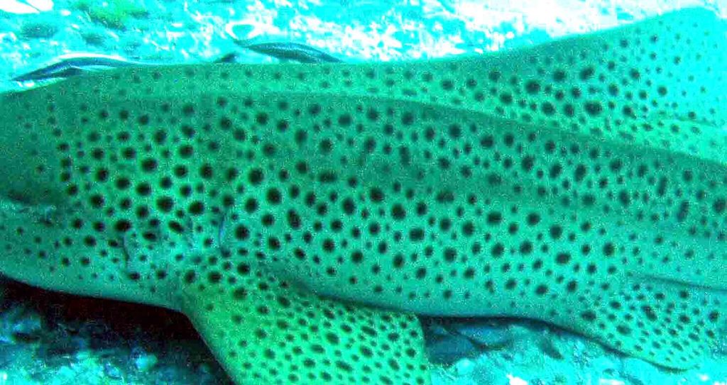 11c13d77-711a-4455-9499-c190f96dc45f