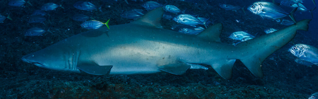 c62d72e4-08e2-4426-ad95-3c0daafcb446