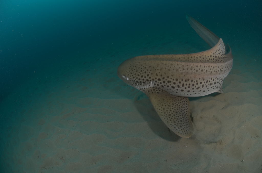 858cf93b-b670-4400-b442-523085d215f8