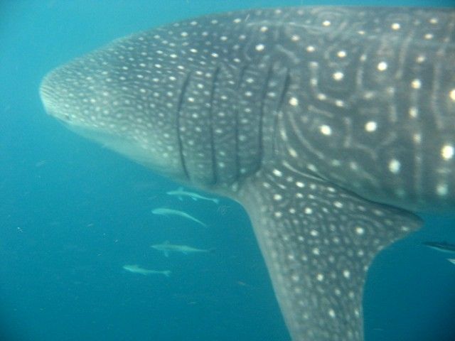 fe9ff0d4-a424-46cd-9edf-deadbe39d262