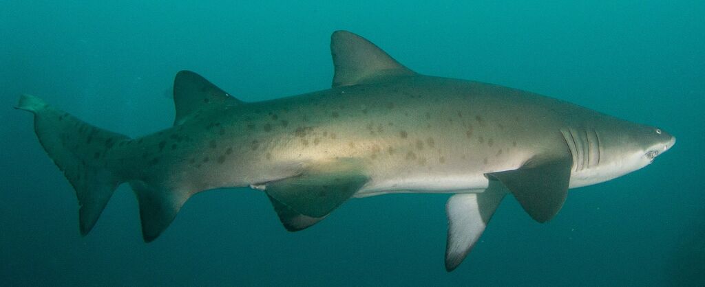 501d302a-12ae-44ab-8519-8d607683537b