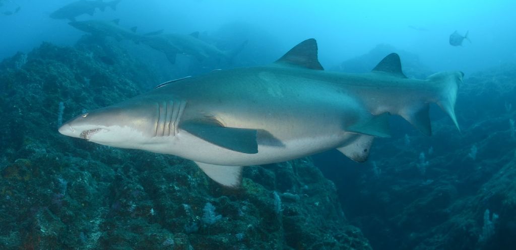 35ae158e-d4e3-44d6-8276-7c379410dcf3