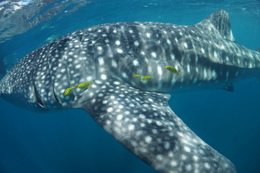 ca6324f1-1144-4d3a-8f7d-a9fd41d03c73