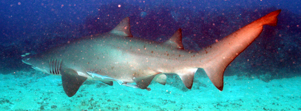 1fe04f19-e7f3-482d-9f26-9d744053e041