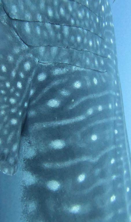 bd6bcabe-144e-4275-8e73-e39cad1b808c