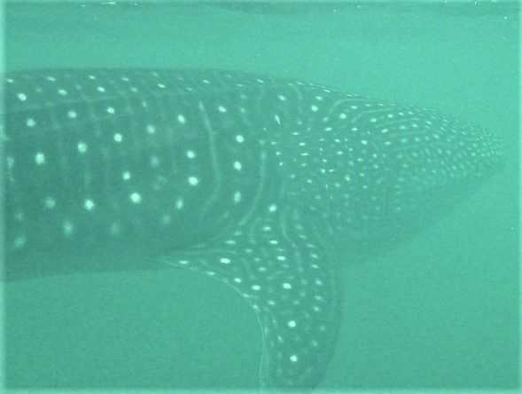 1aba3b82-b298-45b0-bf98-a54330e3c643