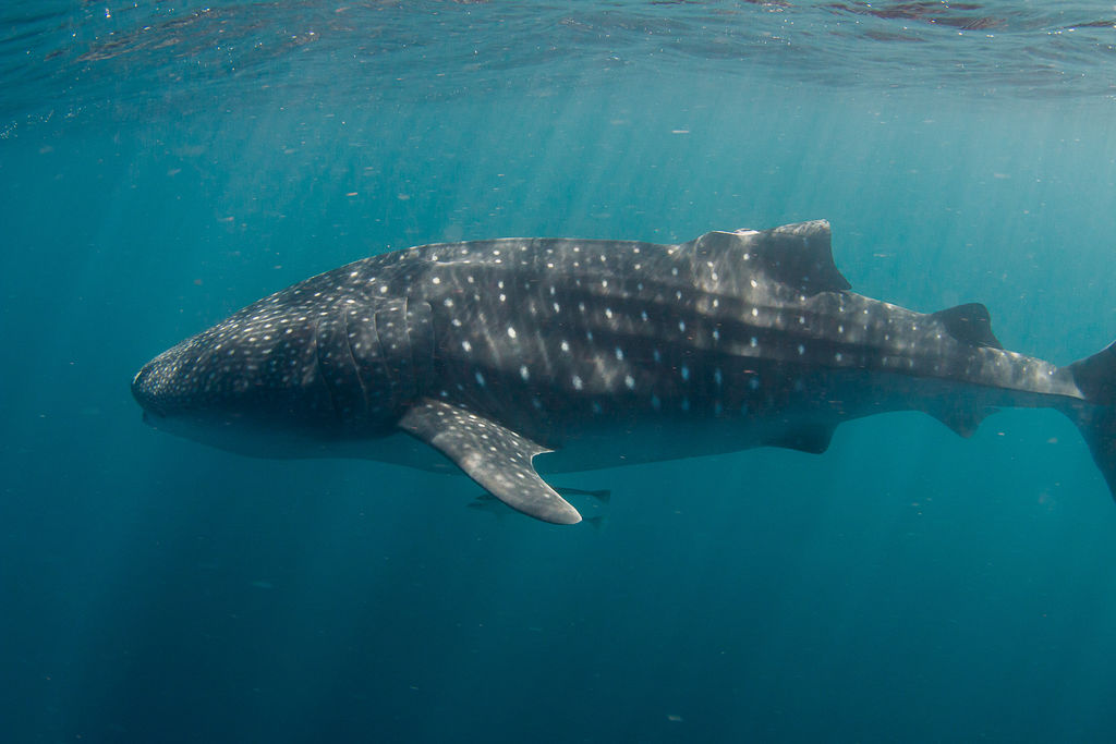 09818555-09fb-40c9-8bfd-fceec15ea600