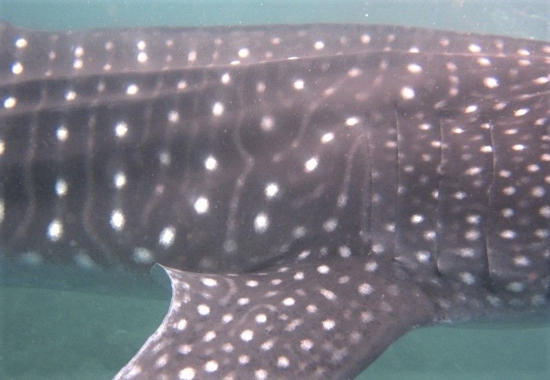 80060728-25cc-4186-a687-493d30c96411