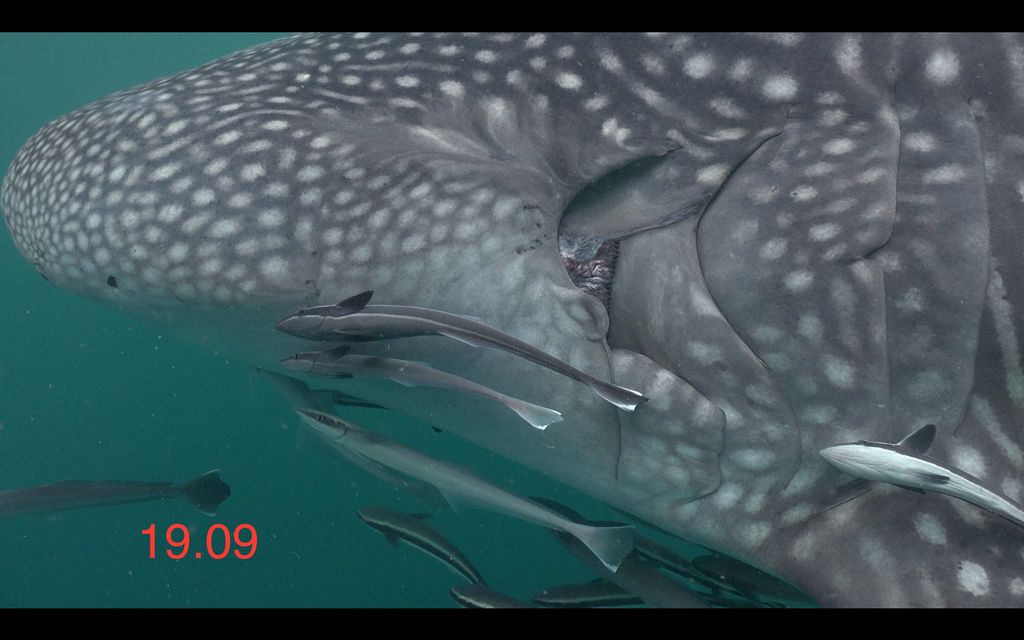 b0af999c-f132-4161-a51f-f4e92d0da533