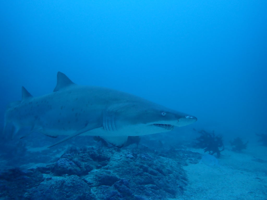 0b0bacea-26c4-4cea-867b-2fe6af004219