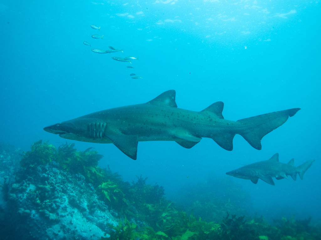 6f66ea98-3c9b-422c-af7c-08b773f9b0f2