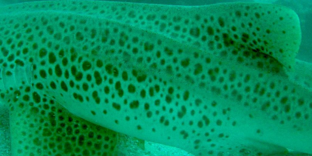 8788ac79-3957-4214-96f1-82e9ac498ea1