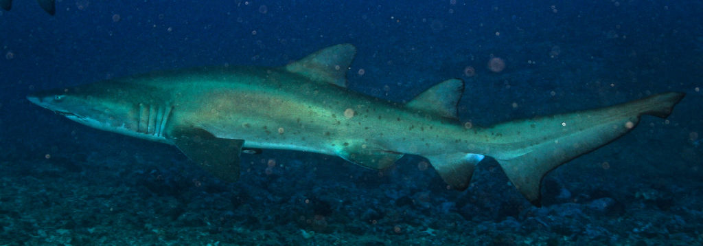 1e6adf89-d621-496d-a3c4-2be05bf2074f