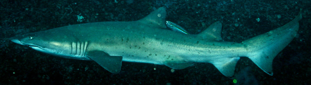 cf0f6488-d2ac-4e1e-a0c7-0d9ac6f45b01