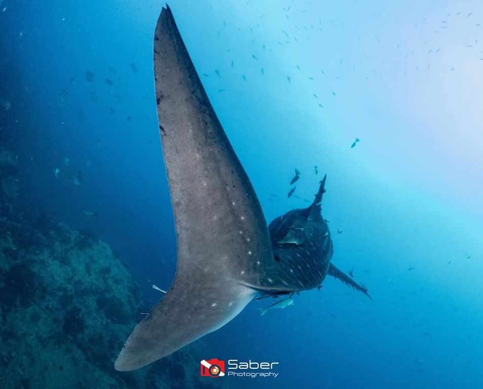 da97e63a-1b81-4eb7-9c8e-043cacf6904d