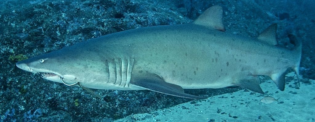 3f03ca9f-c08c-4796-a609-abaa69f91154