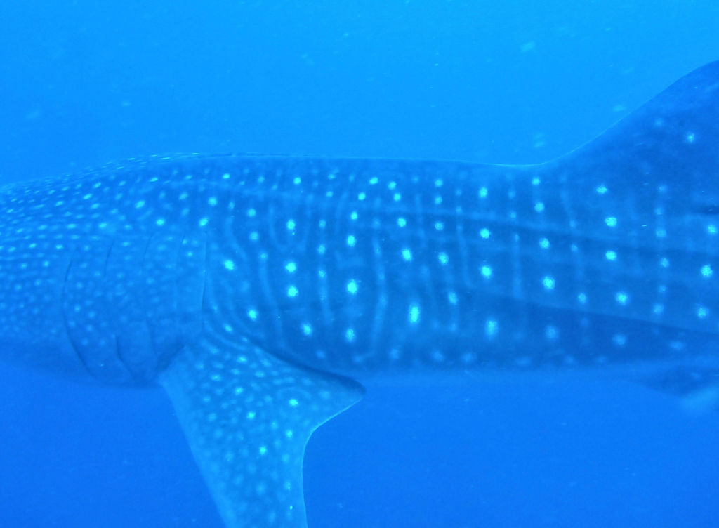 a459a624-6147-4cff-b6c4-39d839d3bdb4