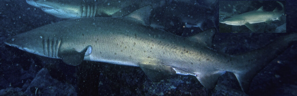 c577eb15-0da9-4e83-95d8-69cf112994c9