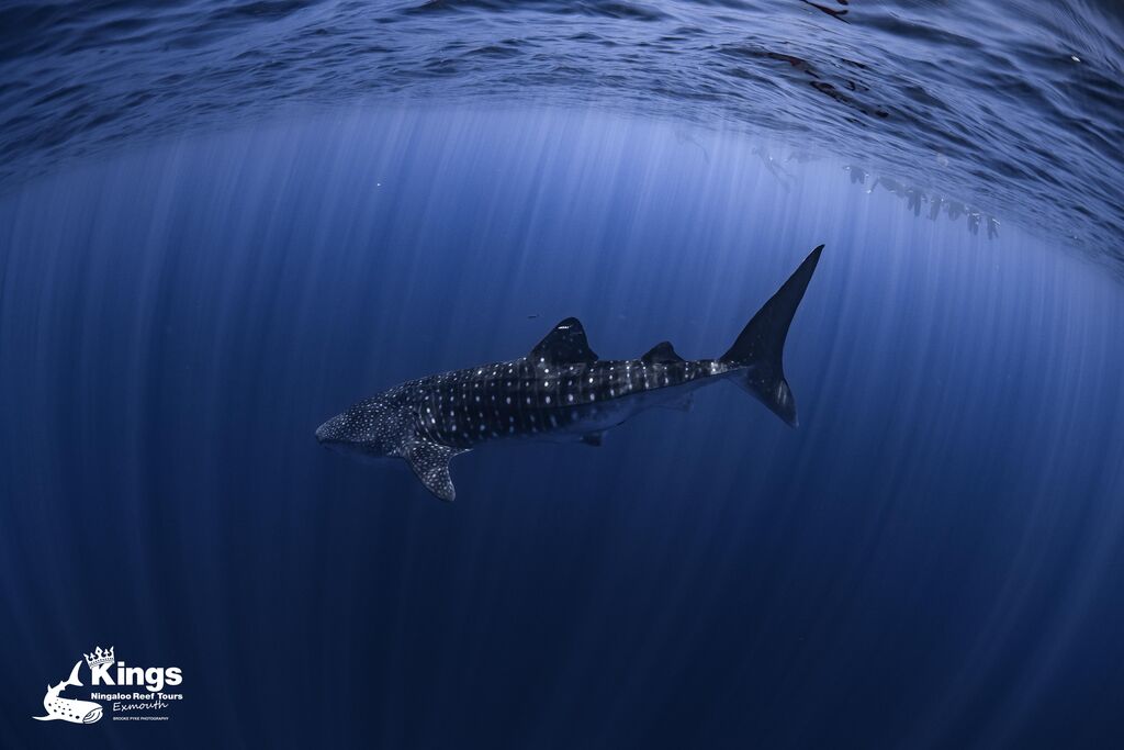 1e17c842-37c2-4a6f-91c6-e256f60c82a6